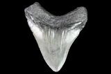 Juvenile Megalodon Tooth - Georgia #101323-1